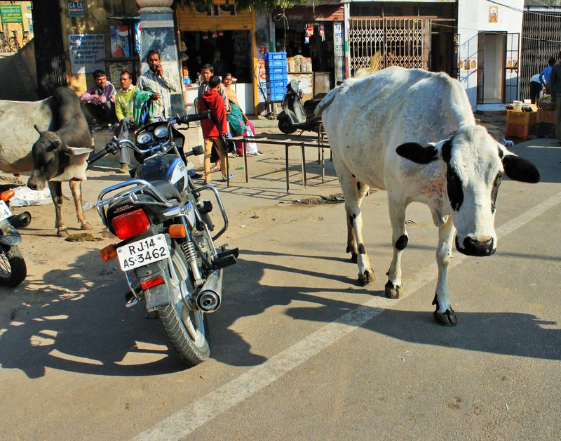 Cows roaming the streets... typical India!