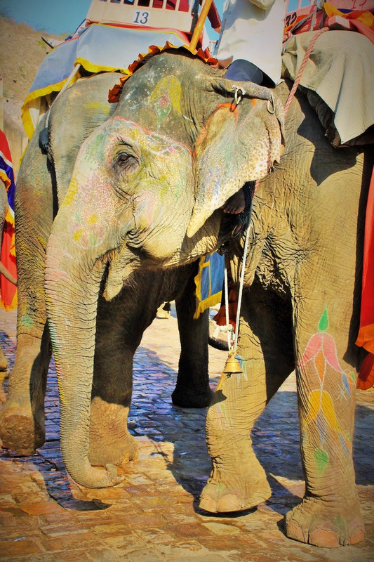 Jaipur elephants