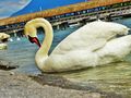 The graceful swans of Lake Lucerne