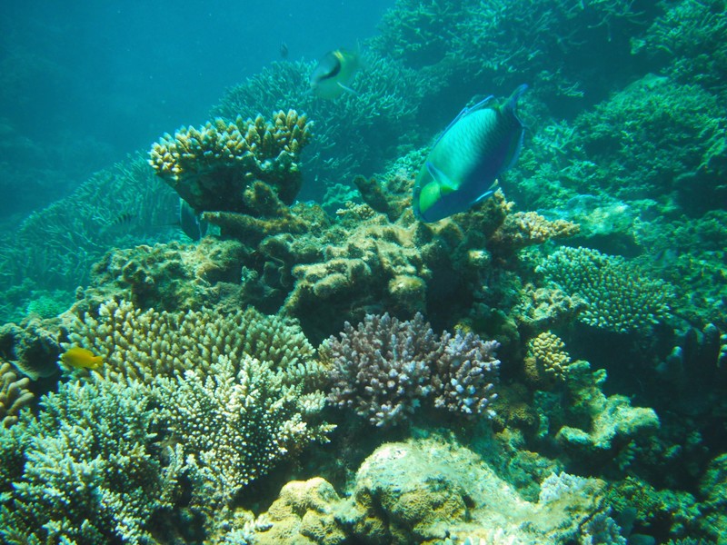 Snorkeling at The Great Barrier Reef, Austrailia