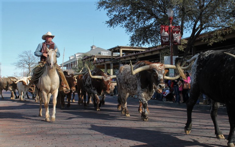 Texas Cowboys and Long Horns