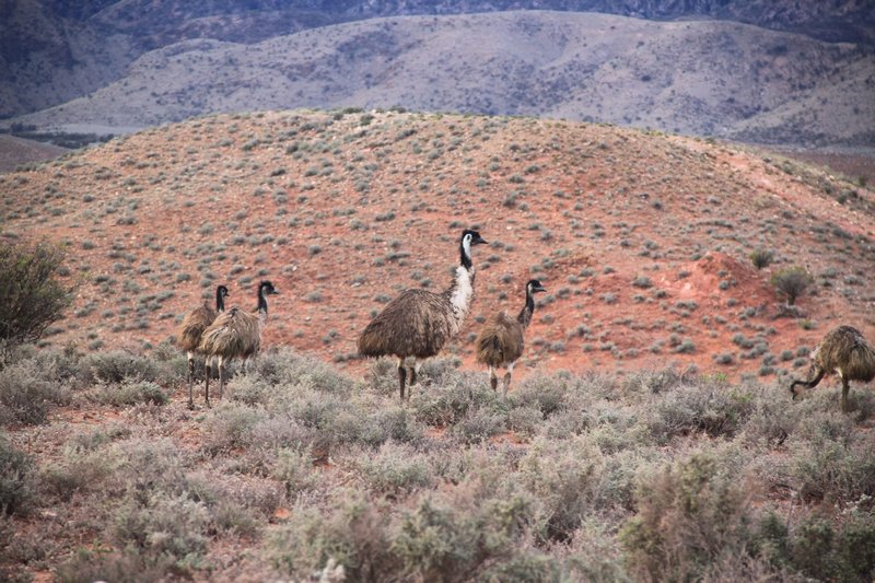Emus just out of the Flinders Ranges