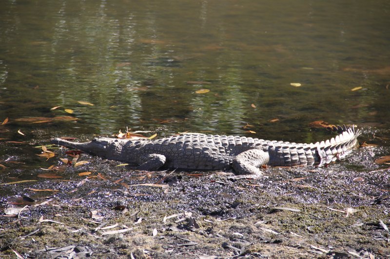 Big plastic croc sunbathing