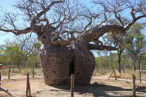 Boab Prison Tree
