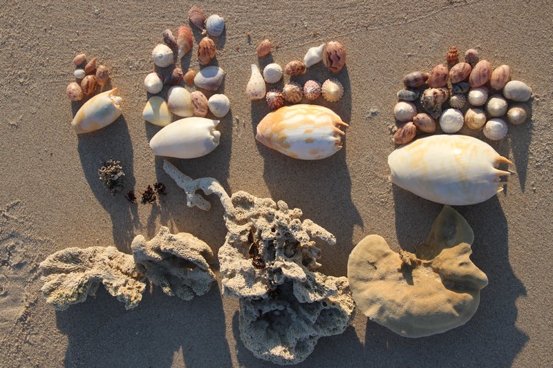 Anna's shell collection