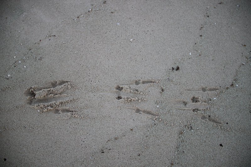 Roo prints on the beach