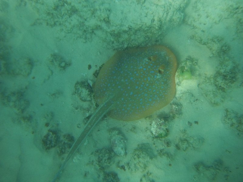Blue spotted ray
