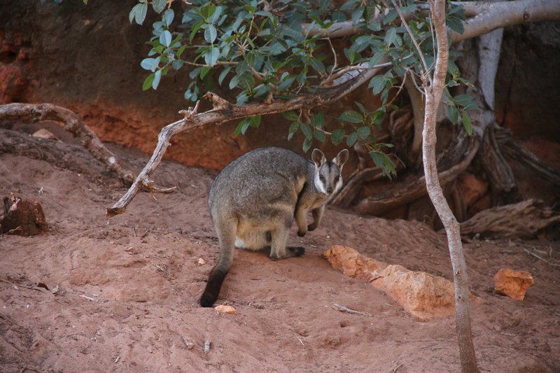 Black-footed rock wallaby