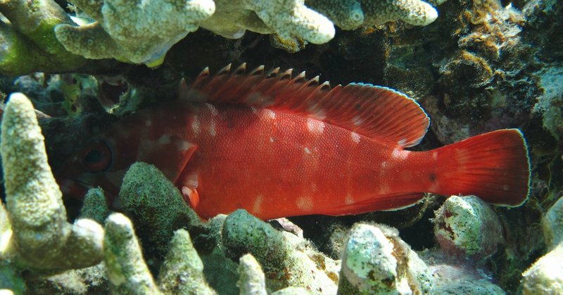 Red fish (herring?)