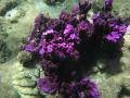 Stunning coral