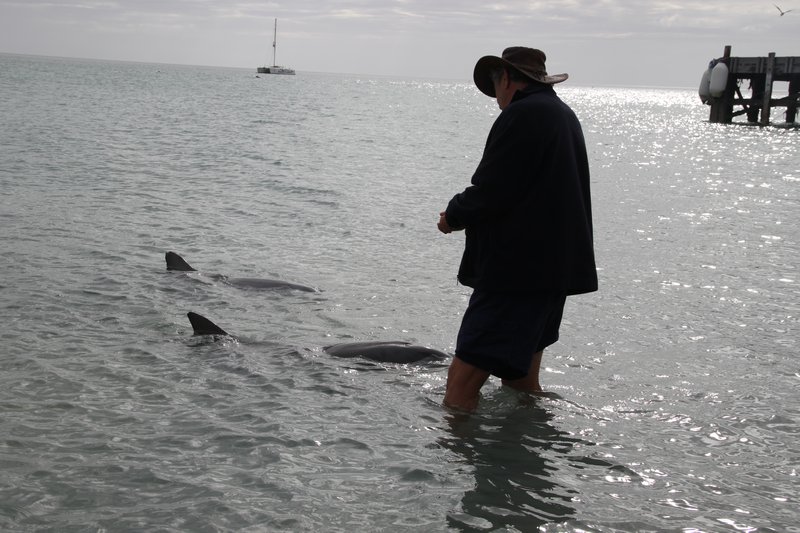 Ranger and dolphins