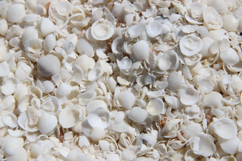 Squillions of tiny tiny white shells on Shell Beach