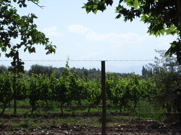 Through the Vineyards