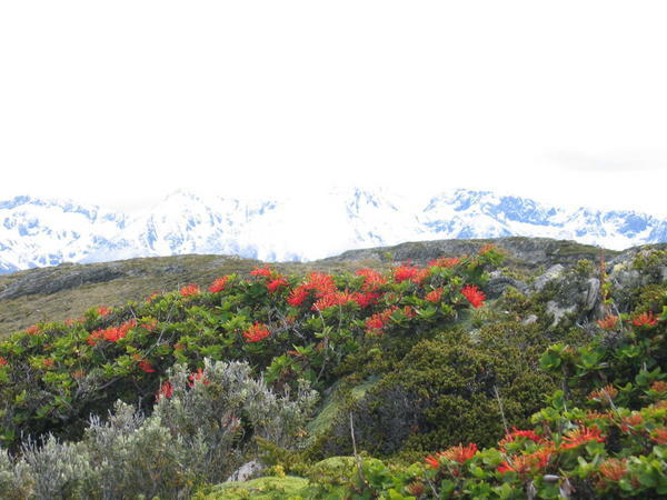 View from "H" Island Beagle Channel