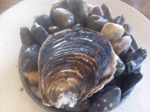 Have you ever seen an oyster so large ?