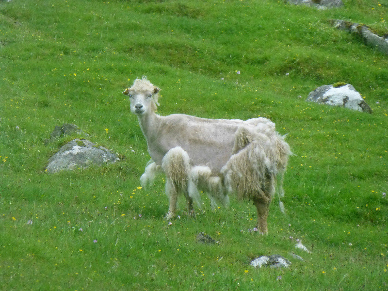 Beautiful Feroe Sheep