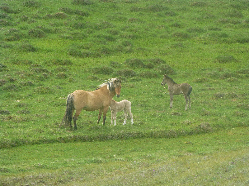 Iceland Horse