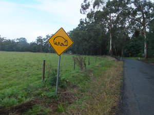 Wombats ahead