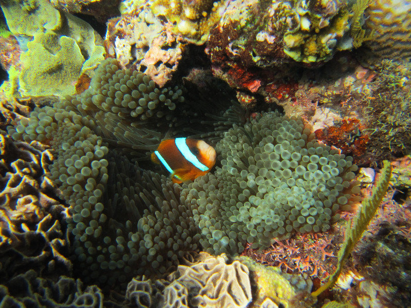 More Nemo