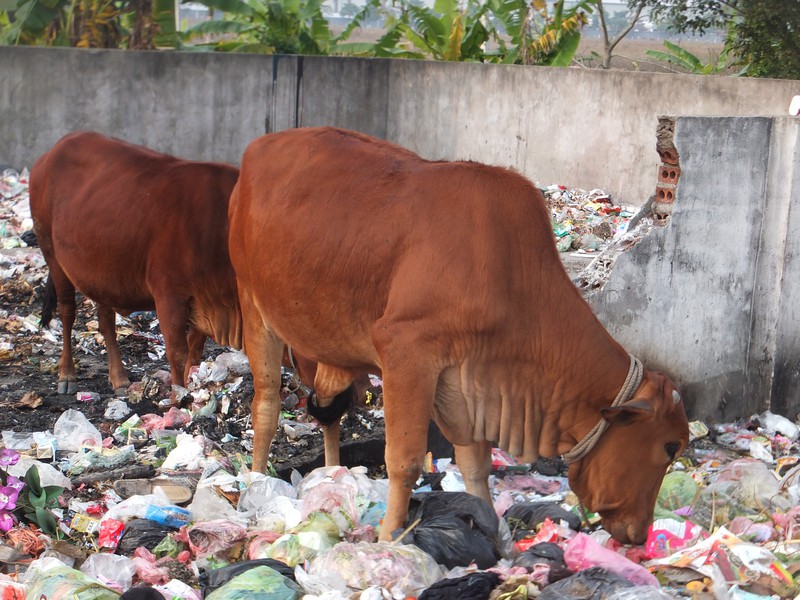 Cows like rubbish