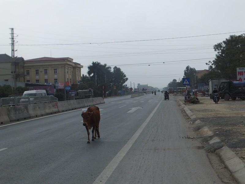 Main road in vietnam, suicidal cow