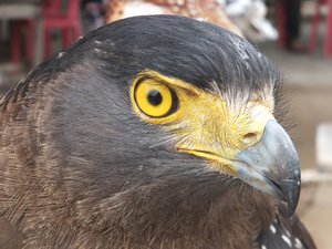 The eye of an eagle