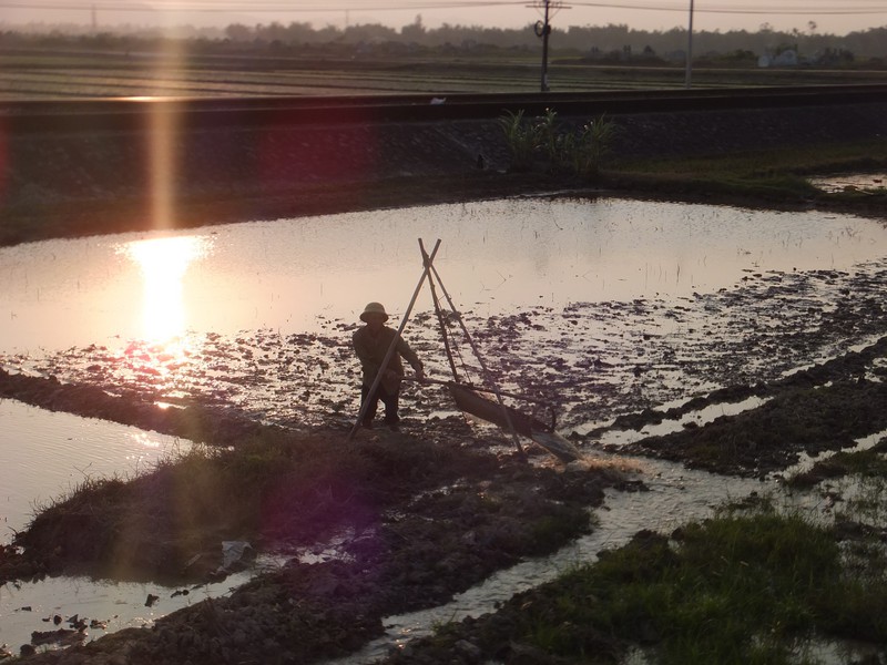 Pumping in the ricefield