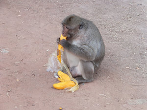 Monkey got food