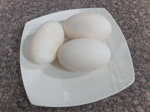 The Croc Eggs