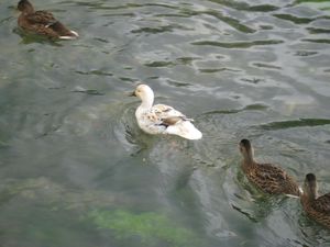 Albeeno (Brittish Pronunciation) Duck