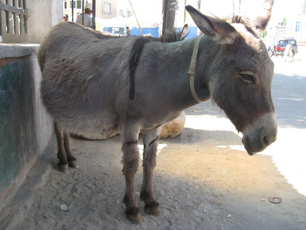 One very pregnant donkey