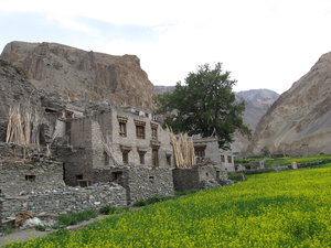 Mustard in the Markha Valley