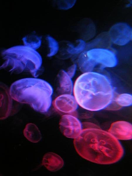 JellyFish in The Sydney Aquarium