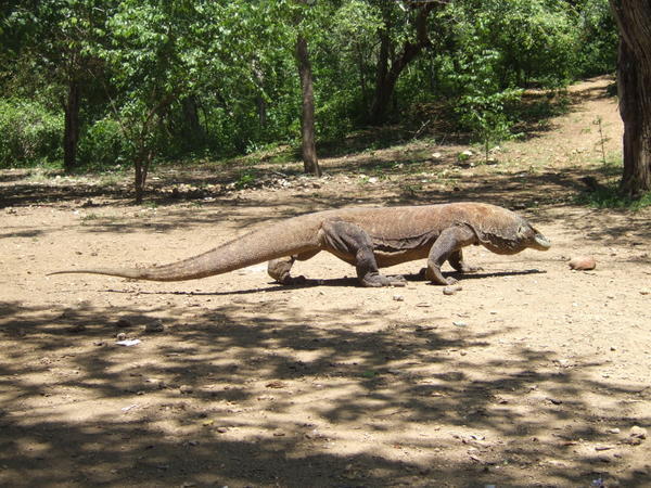 The world famous Komodo dragon
