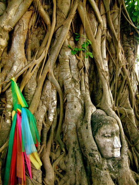 Buddha in the Bodhi Tree