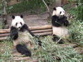 Pandas at Chengdu