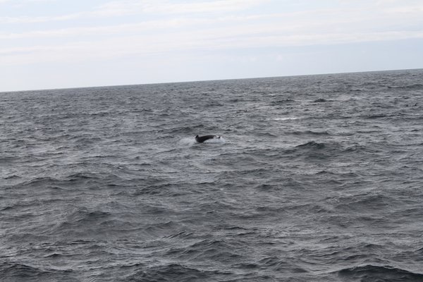 Pilot whales 3
