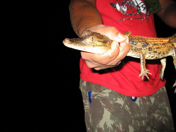 Our guide holds a caiman