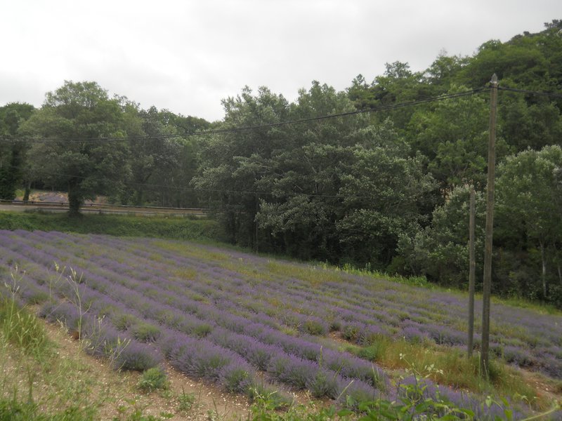Lavender Field at Abbeye Senanque