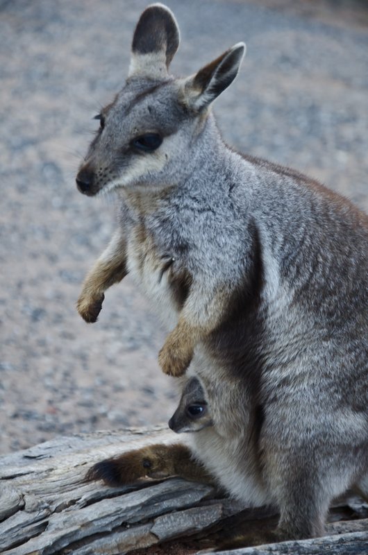 Rock Wallaby & her joey