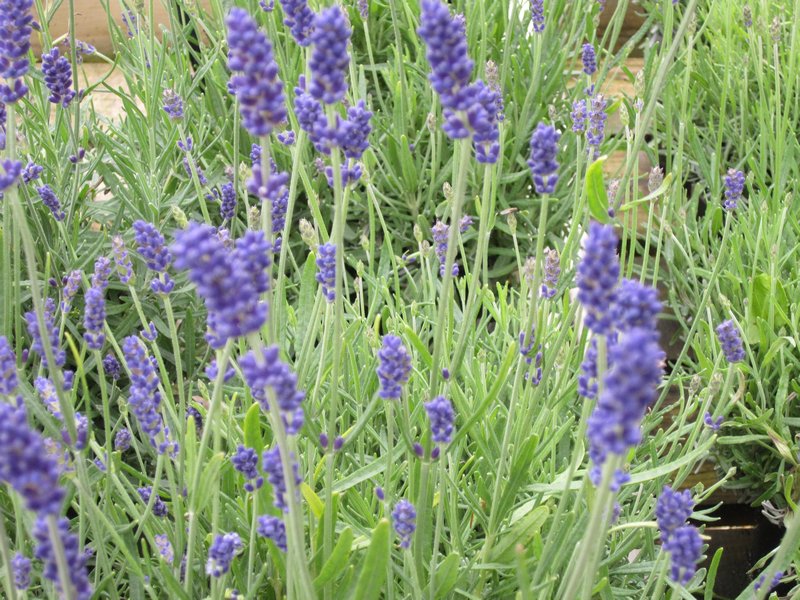The lavender in bloom