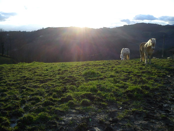 Horses near Aralar Range