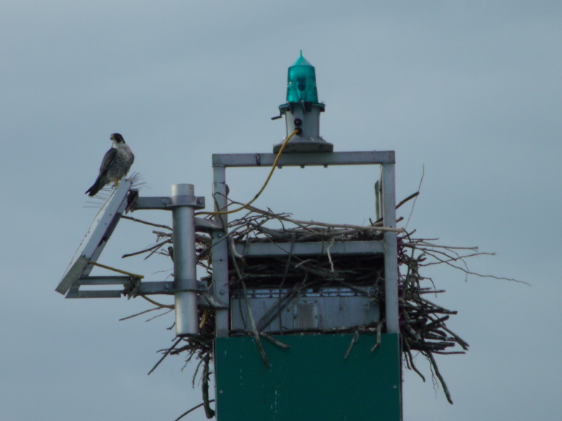 Peregrine Falcon atop the Eagle's Eyrie
