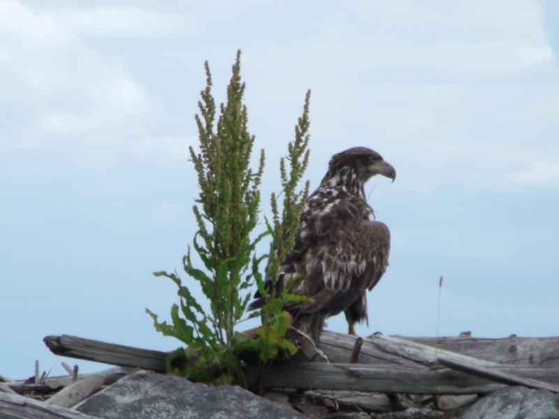 The Juvenile Eagle on the Harbour Wall