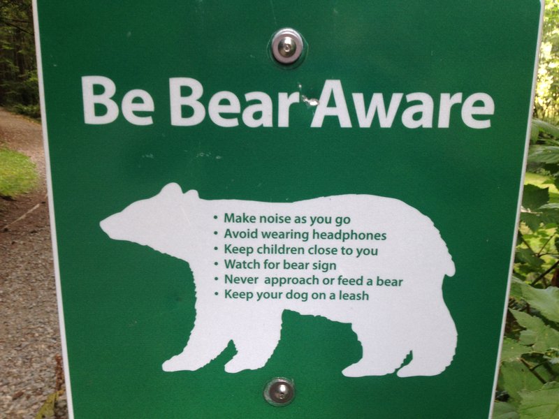 Bear ahead!