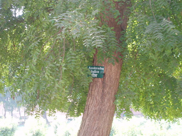Azederachia indica