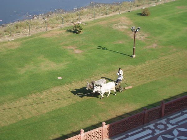 Mowing the Lawn Indian Style - Taj