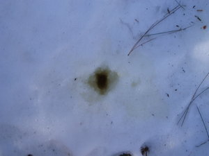 My pee melted the snow