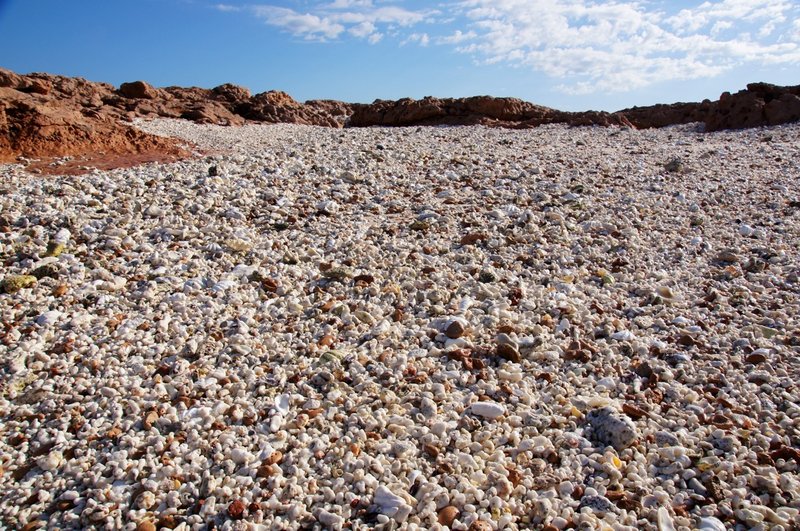 Shells on Quobba beach