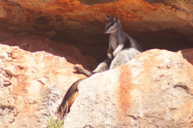 A very relaxed rock wallaby